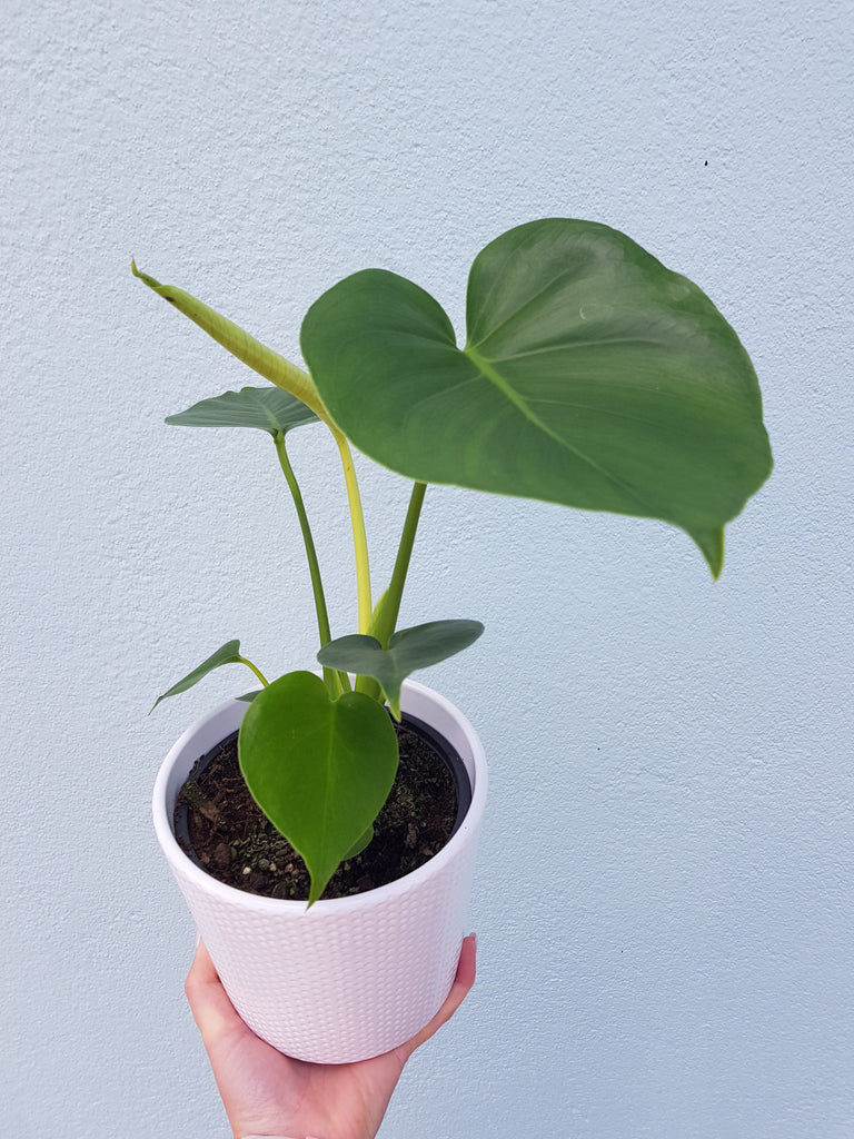 Plants, Vases and Planters