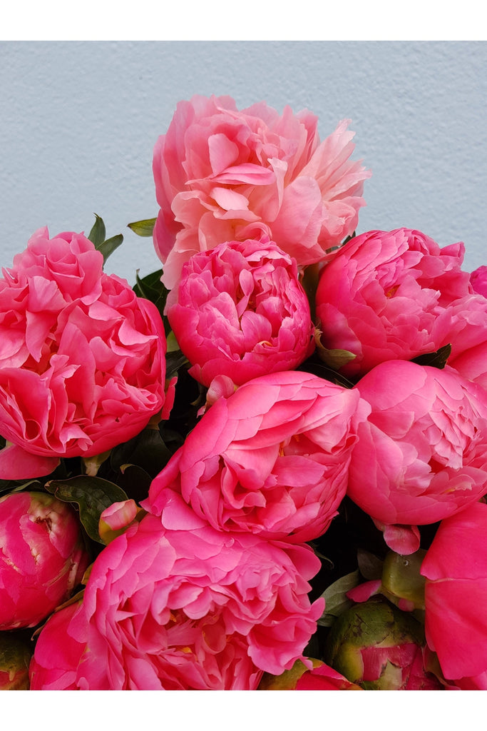 Please note due to the season being so short we only take orders for Peonies on a week by week basis, we can not guarantee they will still be in available next week.  Beautiful Peonies available for a short season, beautifully wrapped, sent with a gift card containing your own personal message, and wet wrapped on the stems’ ends to ensure freshness.