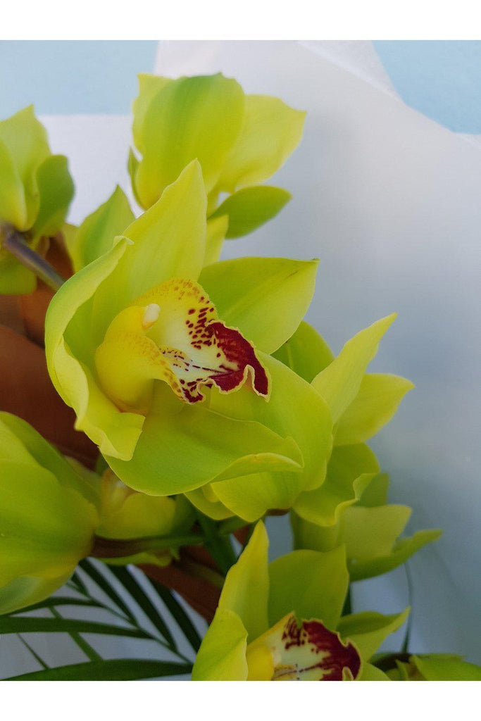 This single stem Orchid is beautifully wrapped, sent with a gift card containing your own personal message, and wet wrapped on the stems’ ends to ensure freshness.